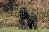 BRIARD 045
